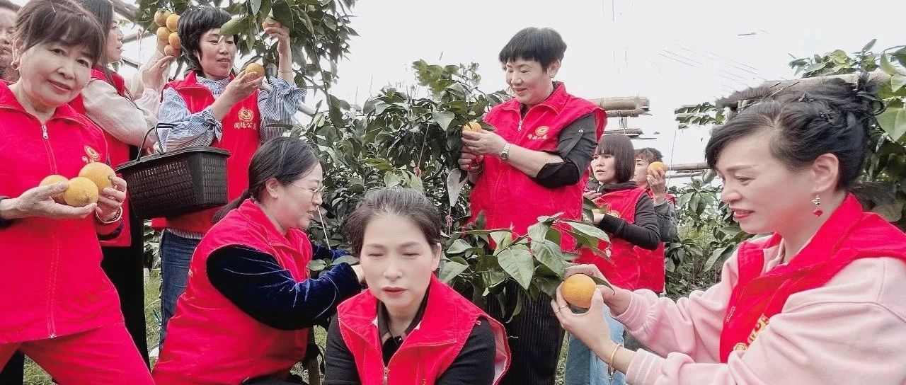 苍南县同德公益服务中心开展”第十二期助农采摘  ‘‘ 红美人” 活动。