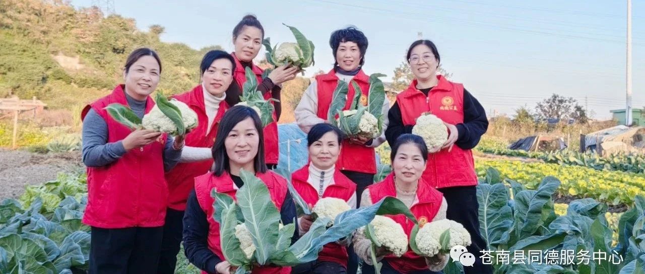 苍南县同德公益在望里镇南茶寮村农园里开展第七期”服务农业，造福百姓”活动。